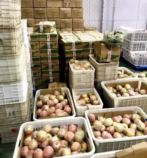 京東濮陽館助戶部寨130噸紅富士蘋果銷往全國，農副產品銷售創新模式