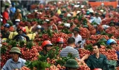 八喜大集助力農產銷售，金秋豐收季瓜果更香甜